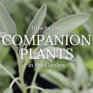 How to Use Companion Plants in the Garden